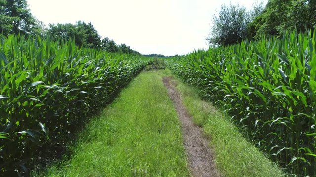 Aerial footage of corn field is important staple food but not all of this maize is consumed directly by humans some of production is used for corn ethanol animal feed or corn starch and corn syrup 4k