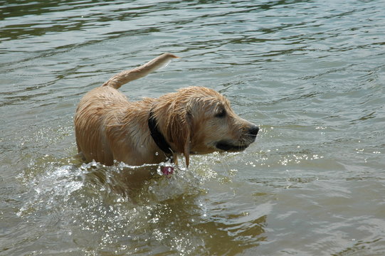 hunde welpen golden retriever  collie