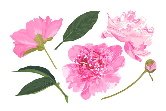 Set of peonies. Vector illustration. Watercolor style