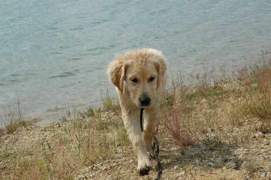 hunde welpen golden retriever  collie