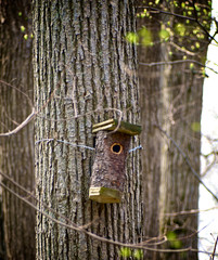Birdhouse on Tree