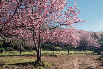 Wild Himalayan Cherry blossom,Sakura flower full bloom in the garden.