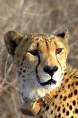 Cheetah in the African Bush