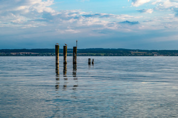 poles in lake constance with birds sitting on it