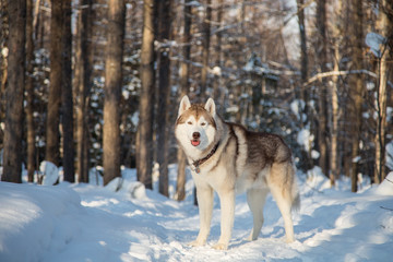 Portrait of Siberian Husky male standing and looking to the camera in the winter forest at sunset. Husky dog is on the snow on the trees background