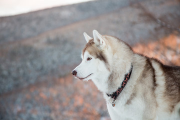 Obraz premium Close-up portrait of Husky dog standing in winter forest and looking to the mountains at sunset. Profile portrait of free Beige and White Siberian husky is on the snow on mountain background