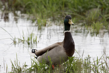 Mallard in a pond