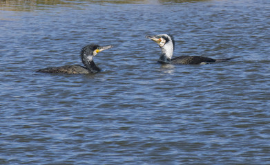 Great black cormorant, (Phalacrocorax carbo)