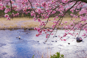 美しい河津桜のある風景