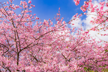 美しい河津桜のある風景