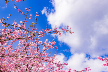 美しい河津桜のある風景
