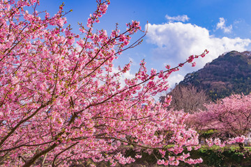 美しい河津桜のある風景