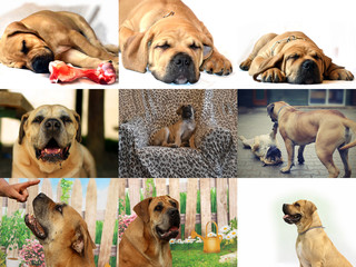 South African Boerboel - Boer Bulldog - Puppy and adult dog