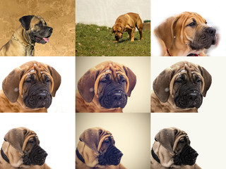 South African Boerboel - Boer Bulldog - Puppy and adult dog