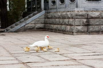 Mommy duck and her little ducklings are walking on the street somewhere in China