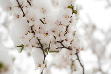 tree with flowers and snow