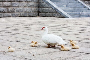 Mommy duck and her cute ducklings are walking on the street somewhere in China
