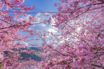 美しい河津桜のある風景