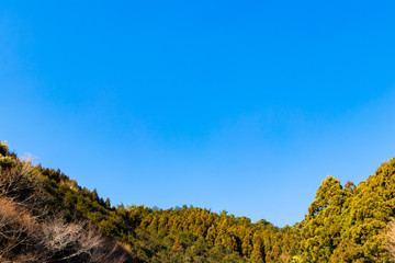 森林の上の青空