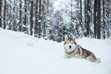 Naklejka premium Husky dog lying on the snow in winter forest