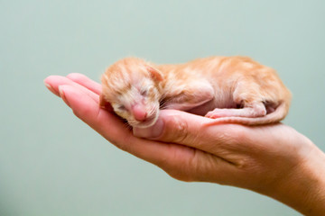 The kitten was just born and is placed on the palm of your hand ...