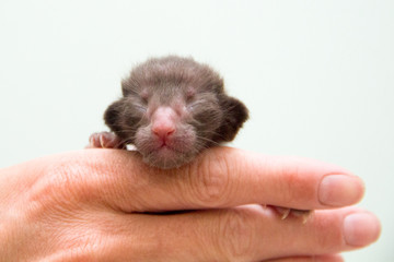 The kitten was just born ...