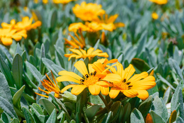 close up of yellow flower, summer natural background