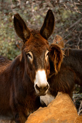 Fototapeta premium Esel