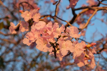 Very beautiful of pink tabebuia flower bunch on the blurry trumpet tree background with clear blue sky and morning sunshine