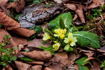 Primrose on the woodland