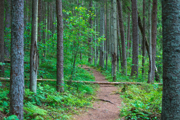 The road is in a pine forest.
