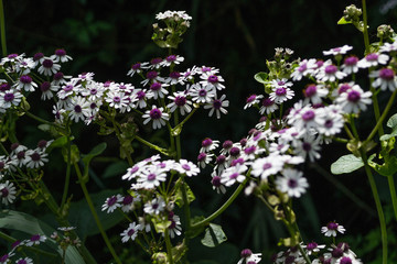 White and violet flowers, with stems and green leaves. Barranco de Guiniguada, Gran Canaria, Canary Islands. March 18, 2018