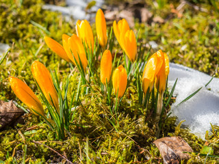 Orange Krokusse im Park