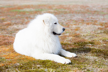 Profile Portrait of gorgeous maremma sheepdog. Big white fluffy dog lying on moss in the field on a sunny day
