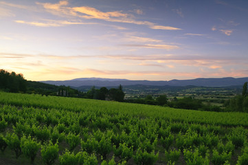 Vineyards near Lacoste Vaucluse Provence-Alpes Cote D Azur France