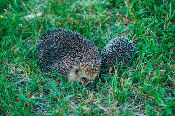 hedgehog family big hedgehog and her cub in green grass