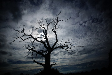 Spooky bare tree