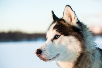 Portrait of Siberian Husky dog black and white colour with blue eyes in winter