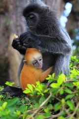 Silvered leaf monkey with its orange colored baby, Kuala Selangor, Malaysia