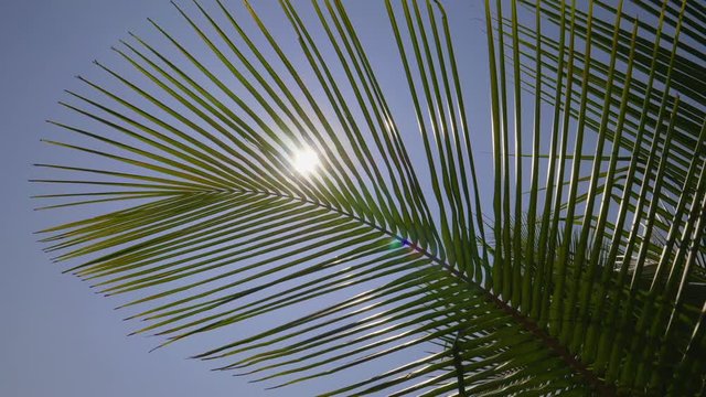 The sun shines through a palm leaf swaying in the breeze