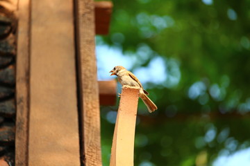 Small bird on the wood of Thailand.