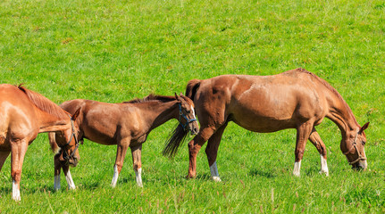 Obraz na płótnie Canvas Swiss Warmblood horses