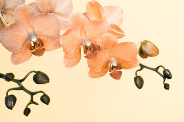 Orchid branche in surreal colors on white background.