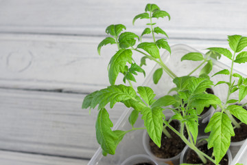 Seedlings tomatoes