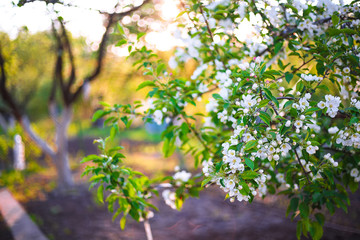Fototapeta na wymiar Spring apple flowers in the garden under sunlight, spring flower background.