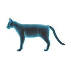 Pseudo X-Ray effect of a 3D rendered Cat