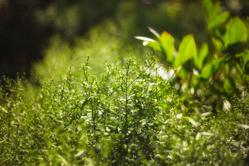 twinkling lights vivid color blurred bokeh spring from leaf background