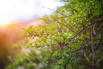 Fototapeta premium twinkling lights vivid color blurred bokeh spring from leaf background