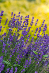 Garden with the flourishing Lavender and Oregano