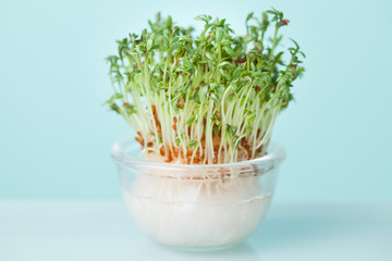 Cress salad young sprouts on blue background selected focus